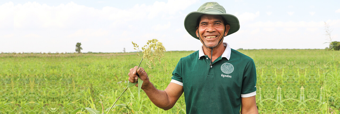 Grass cover in Batambong province