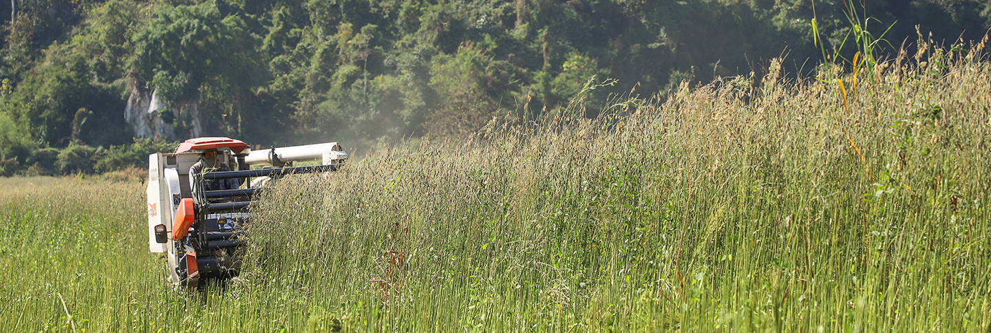 Grass cover in Batambong province